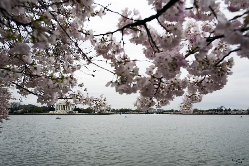 20080403_121543 D3 P.jpg - Cherry Blossom blooming